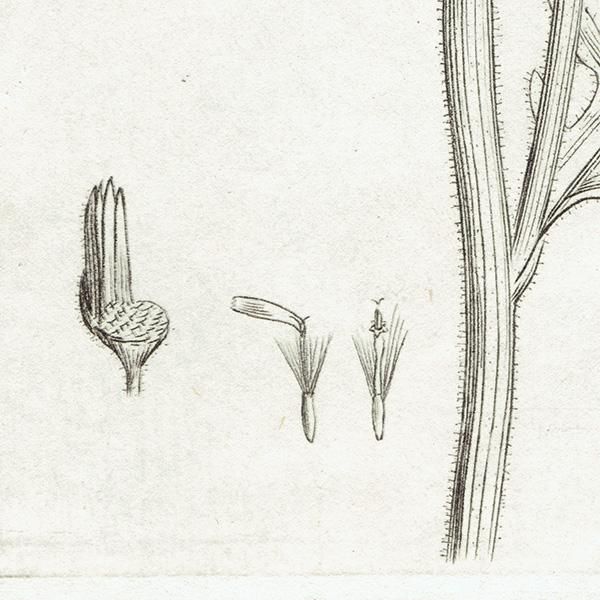 ꥹ ƥ ܥ˥륢/ʪ SENECIO viscosus(ͥ). plate.1152,1839ǯ 0545