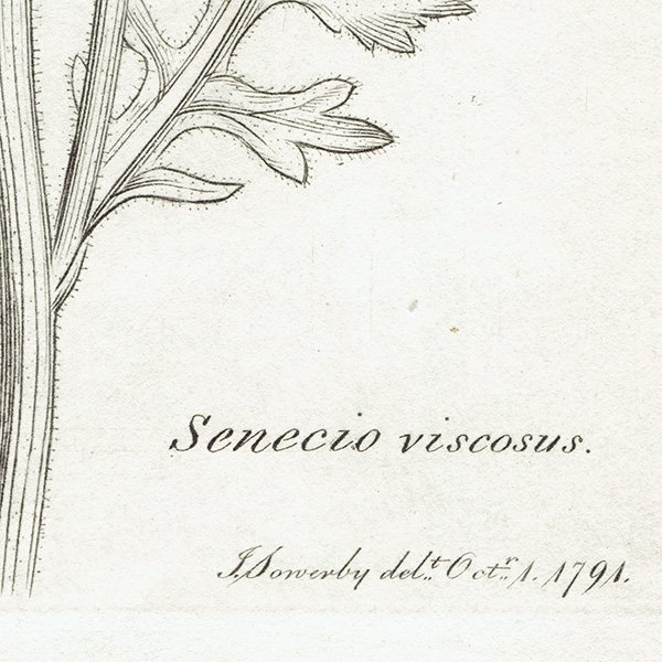 ꥹ ƥ ܥ˥륢/ʪ SENECIO viscosus(ͥ). plate.1152,1839ǯ 0545