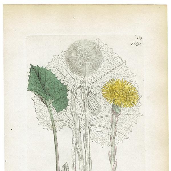 ꥹ ƥ ܥ˥륢/ʪ TUSSILAGO Farfara(եݥ). plate.1149,1839ǯ 0546