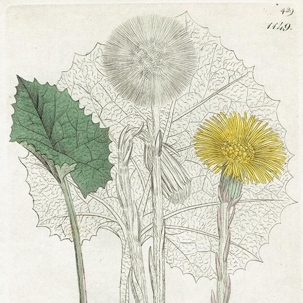 ꥹ ƥ ܥ˥륢/ʪ TUSSILAGO Farfara(եݥ). plate.1149,1839ǯ 0546