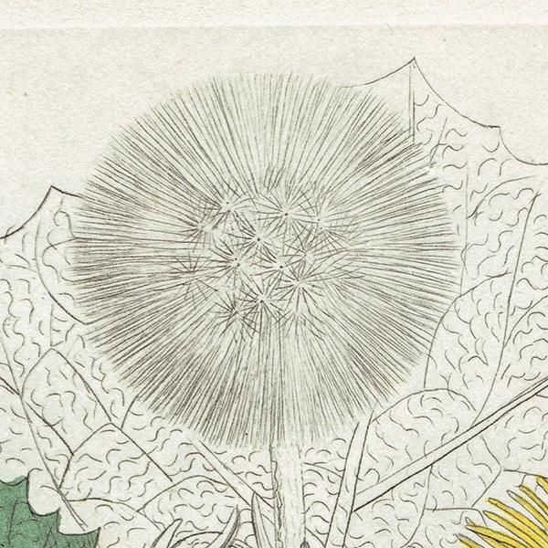 ꥹ ƥ ܥ˥륢/ʪ TUSSILAGO Farfara(եݥ). plate.1149,1839ǯ 0546