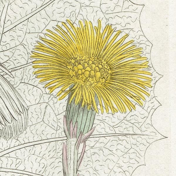 ꥹ ƥ ܥ˥륢/ʪ TUSSILAGO Farfara(եݥ). plate.1149,1839ǯ 0546