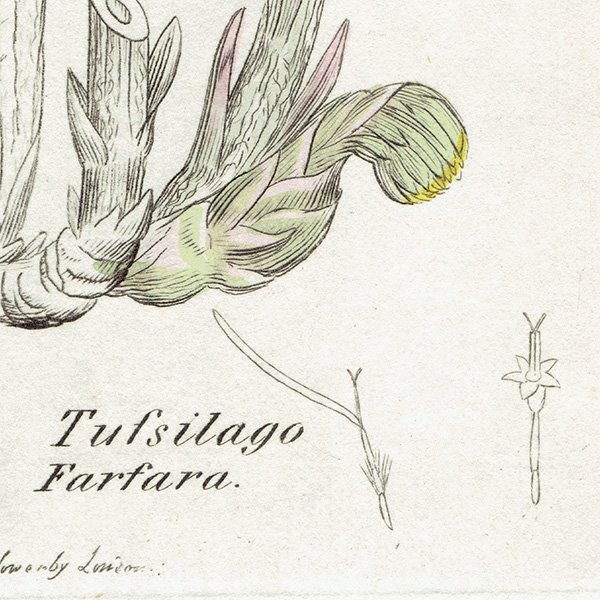 ꥹ ƥ ܥ˥륢/ʪ TUSSILAGO Farfara(եݥ). plate.1149,1839ǯ 0546