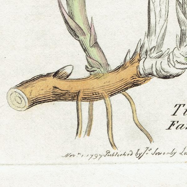 ꥹ ƥ ܥ˥륢/ʪ TUSSILAGO Farfara(եݥ). plate.1149,1839ǯ 0546