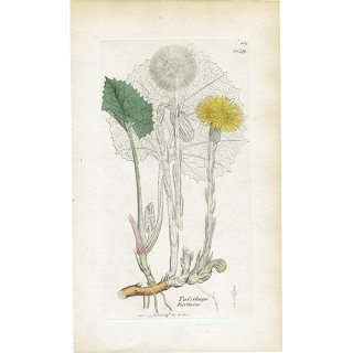 イギリス アンティーク ボタニカルアート/植物画 TUSSILAGO Farfara(フキタンポポ). plate.1149,1839年 0546