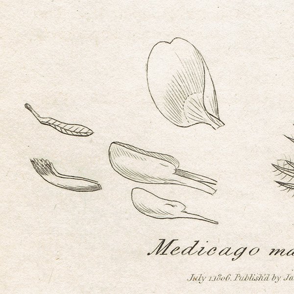 ꥹ ƥ ܥ˥륢/ʪ MEDICAGO maculata. plate.1049,1839ǯ 0547