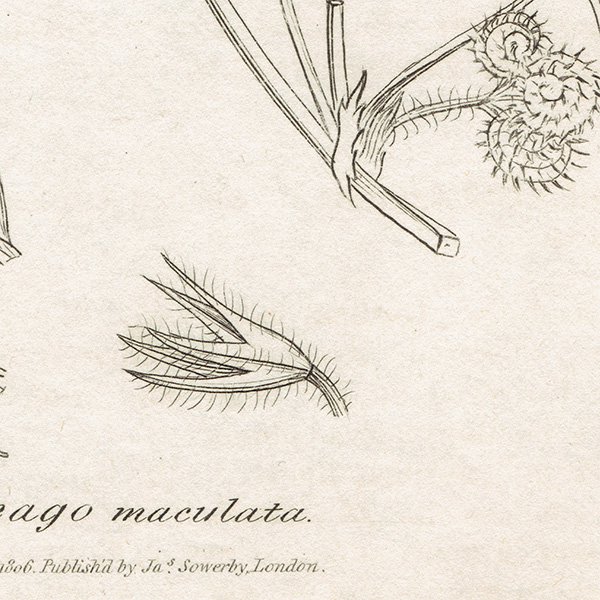 ꥹ ƥ ܥ˥륢/ʪ MEDICAGO maculata. plate.1049,1839ǯ 0547