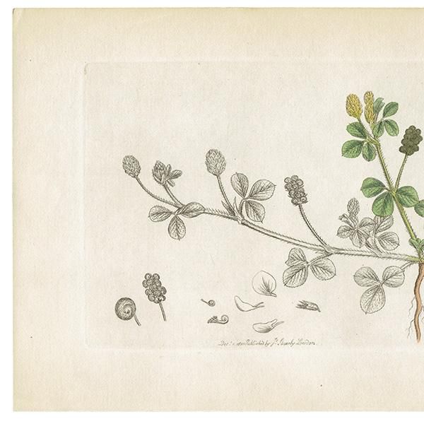 ꥹ ƥ ܥ˥륢/ʪ MEDICAGO lupulina(ĥ֥ޥ䥷). plate.1048,1839ǯ 0548