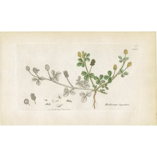 ꥹ ƥ ܥ˥륢/ʪ MEDICAGO lupulina(ĥ֥ޥ䥷). plate.1048,1839ǯ 0548