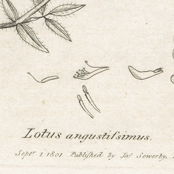 ꥹ ƥ ܥ˥륢/ʪ LOTUS angustissimus(ߥ䥳). plate.1045,1839ǯ 0549