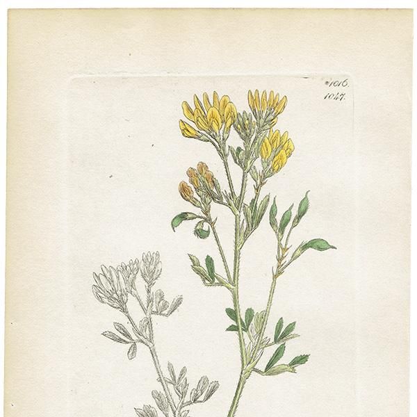 ꥹ ƥ ܥ˥륢/ʪ MEDICAGO falcata(衼åѤΥޥ䥷). plate.1047,1839ǯ 0550