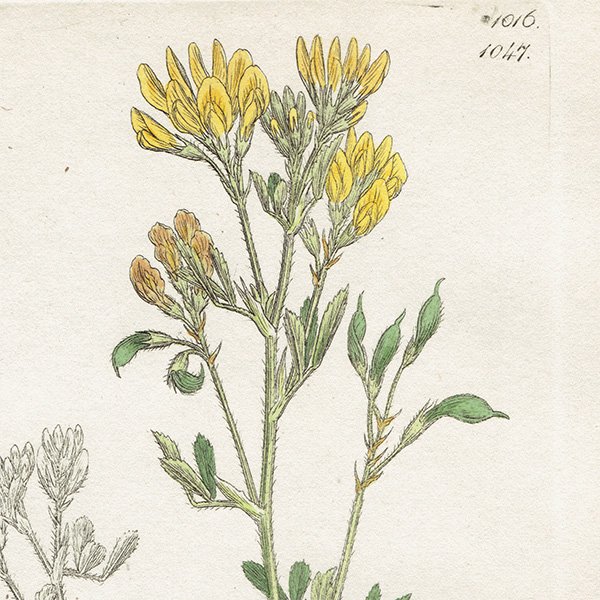 ꥹ ƥ ܥ˥륢/ʪ MEDICAGO falcata(衼åѤΥޥ䥷). plate.1047,1839ǯ 0550