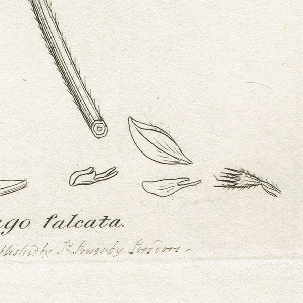 ꥹ ƥ ܥ˥륢/ʪ MEDICAGO falcata(衼åѤΥޥ䥷). plate.1047,1839ǯ 0550