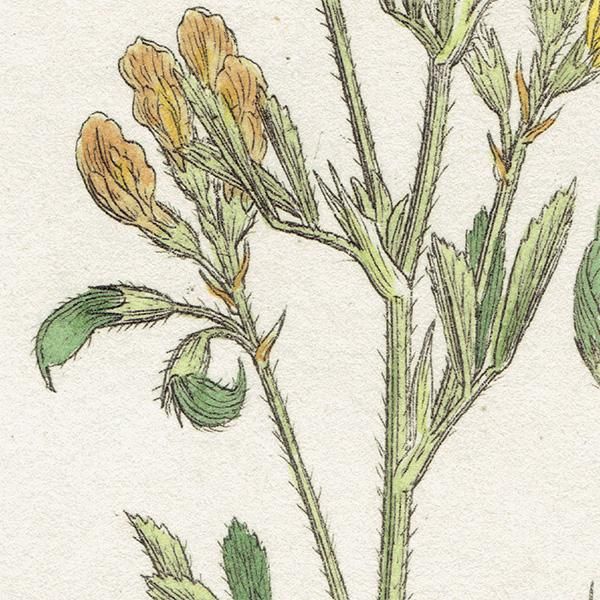 ꥹ ƥ ܥ˥륢/ʪ MEDICAGO falcata(衼åѤΥޥ䥷). plate.1047,1839ǯ 0550