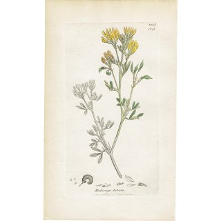 イギリス アンティーク ボタニカルアート/植物画 MEDICAGO falcata(ヨーロッパのウマゴヤシ). plate.1047,1839年 0550
