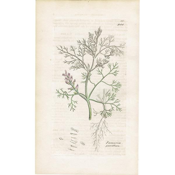 ꥹ ƥ ܥ˥륢/ʪ FUMARIA parviflora(եޥꥢѥե). plate.988,1839ǯ 0551