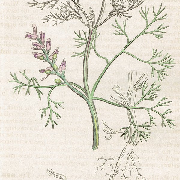 ꥹ ƥ ܥ˥륢/ʪ FUMARIA parviflora(եޥꥢѥե). plate.988,1839ǯ 0551