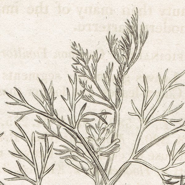 ꥹ ƥ ܥ˥륢/ʪ FUMARIA parviflora(եޥꥢѥե). plate.988,1839ǯ 0551