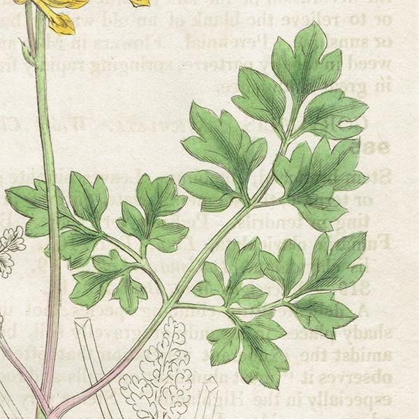 ꥹ ƥ ܥ˥륢/ʪ CORYDALIS lutea(ꥹƥ). plate.984,1839ǯ 0552