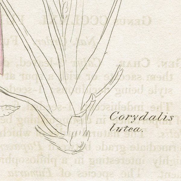 ꥹ ƥ ܥ˥륢/ʪ CORYDALIS lutea(ꥹƥ). plate.984,1839ǯ 0552
