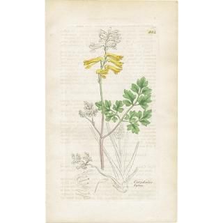 ボタニカルアート（植物画）Botanical アンティーク