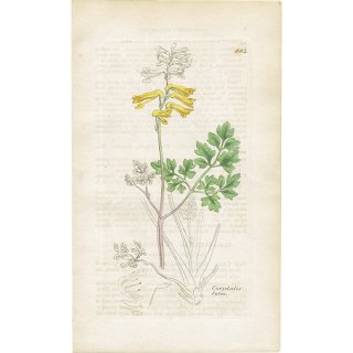 イギリス アンティーク ボタニカルアート/植物画 CORYDALIS lutea(コリダリス・ルテア). plate.984,1839年 0552