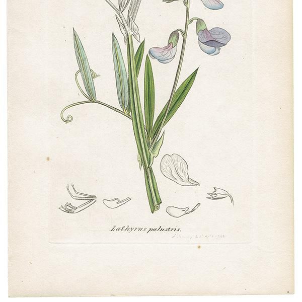 ꥹ ƥ ܥ˥륢/ʪ LATHYRUS palustris(Υ꥽). plate.1006,1839ǯ 0553