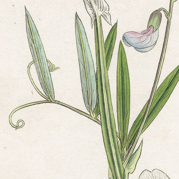ꥹ ƥ ܥ˥륢/ʪ LATHYRUS palustris(Υ꥽). plate.1006,1839ǯ 0553
