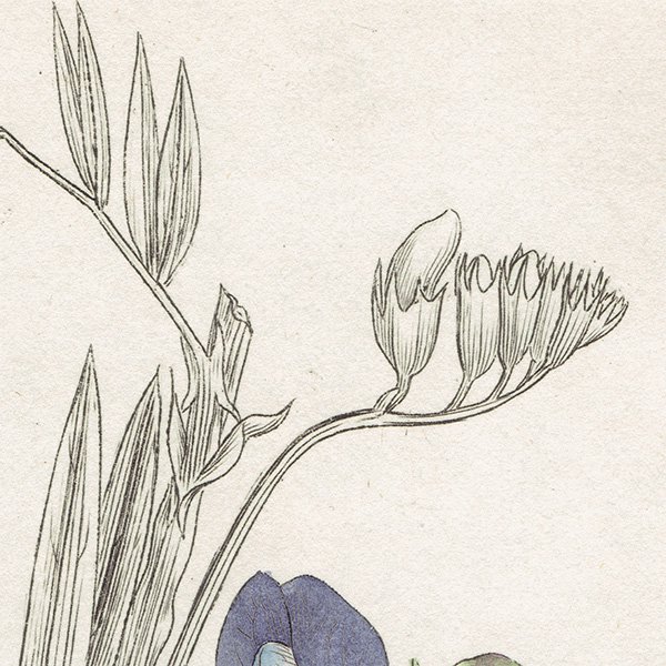 ꥹ ƥ ܥ˥륢/ʪ LATHYRUS palustris(Υ꥽). plate.1006,1839ǯ 0553