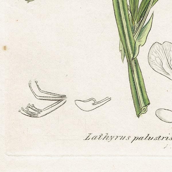 ꥹ ƥ ܥ˥륢/ʪ LATHYRUS palustris(Υ꥽). plate.1006,1839ǯ 0553