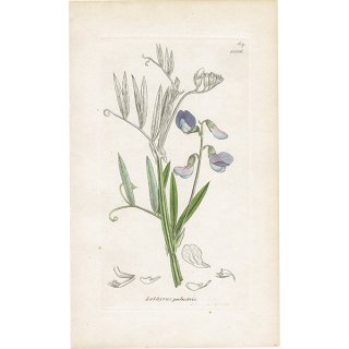 イギリス アンティーク ボタニカルアート/植物画 LATHYRUS palustris(エゾノレンリソウ). plate.1006,1839年 0553