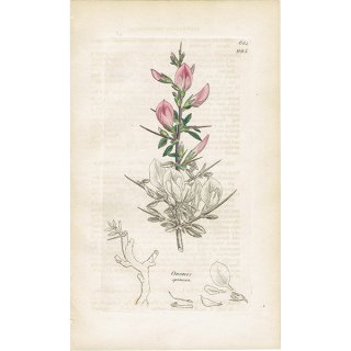 イギリス アンティーク ボタニカルアート/植物画 ONONIS procurrens(オノニス). plate.995,1839年 0554