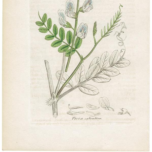 イギリス アンティーク ボタニカルアート/植物画 VICIA sylvtica(ビキア・シィルワチカ). plate.1008,1839年 0555