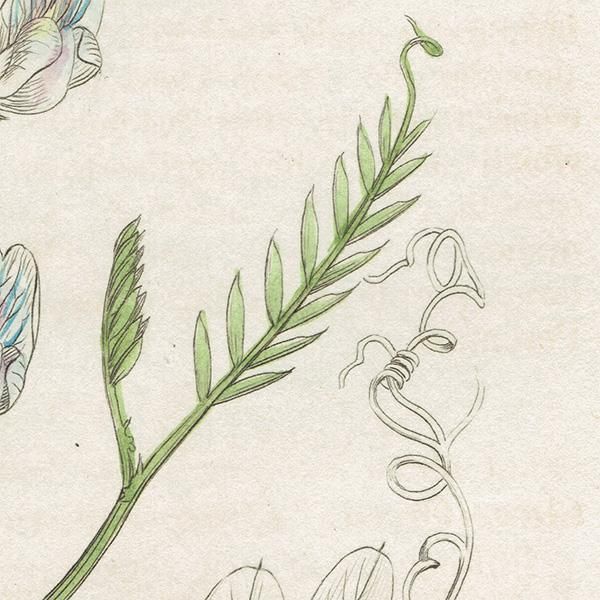 イギリス アンティーク ボタニカルアート/植物画 VICIA sylvtica(ビキア・シィルワチカ). plate.1008,1839年 0555