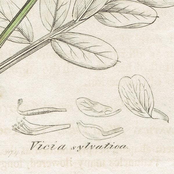 イギリス アンティーク ボタニカルアート/植物画 VICIA sylvtica(ビキア・シィルワチカ). plate.1008,1839年 0555