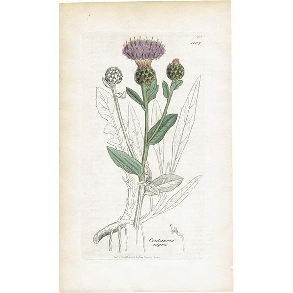 ꥹ ƥ ܥ˥륢/ʪ CENTAUREA nigra(䥰ޥ). plate.1187,1839ǯ 0568