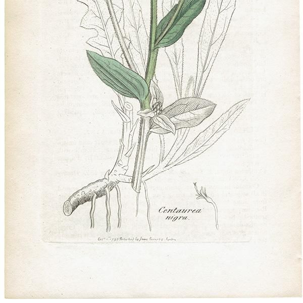 ꥹ ƥ ܥ˥륢/ʪ CENTAUREA nigra(䥰ޥ). plate.1187,1839ǯ 0568