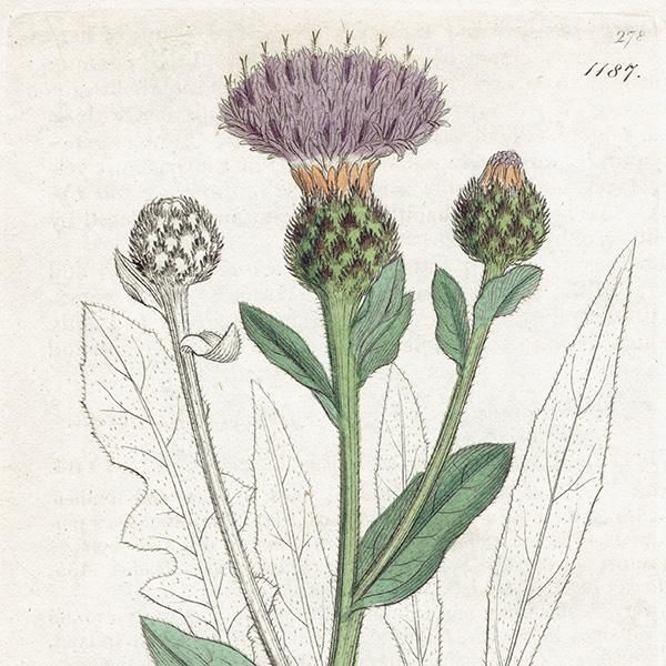 ꥹ ƥ ܥ˥륢/ʪ CENTAUREA nigra(䥰ޥ). plate.1187,1839ǯ 0568