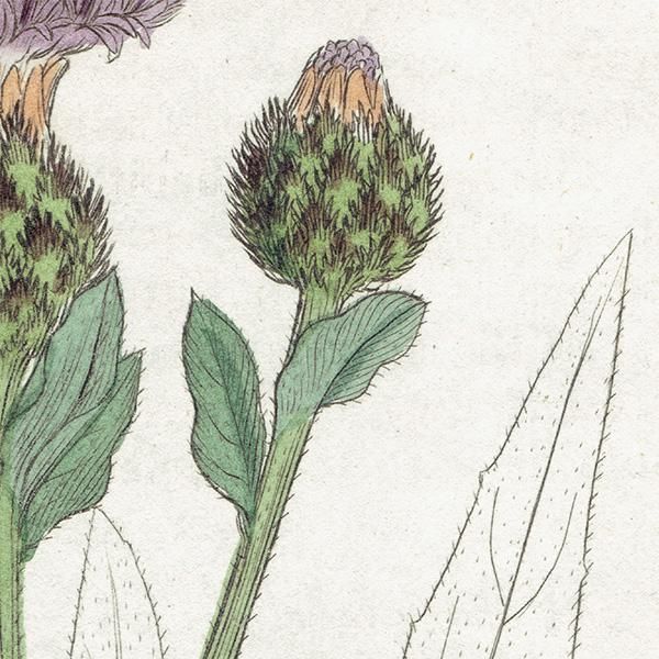 ꥹ ƥ ܥ˥륢/ʪ CENTAUREA nigra(䥰ޥ). plate.1187,1839ǯ 0568