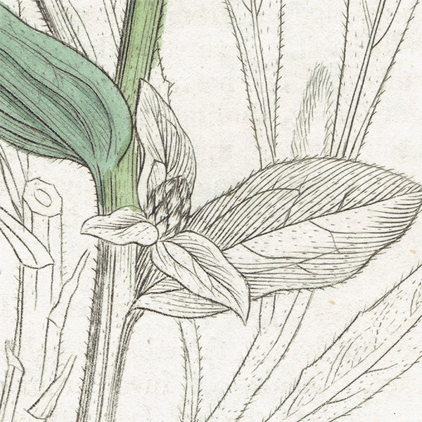 ꥹ ƥ ܥ˥륢/ʪ CENTAUREA nigra(䥰ޥ). plate.1187,1839ǯ 0568