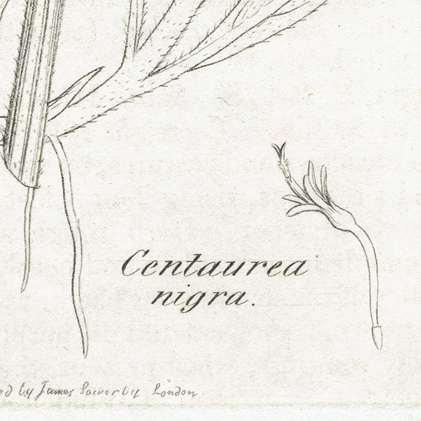 ꥹ ƥ ܥ˥륢/ʪ CENTAUREA nigra(䥰ޥ). plate.1187,1839ǯ 0568