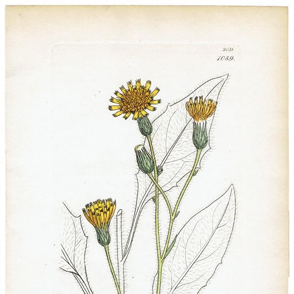 ꥹ ƥ ܥ˥륢/ʪ HIERACIUM sylvaticum(ݥ). plate.1089,1839ǯ 0569