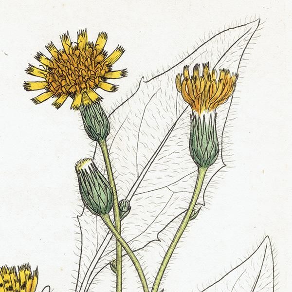 ꥹ ƥ ܥ˥륢/ʪ HIERACIUM sylvaticum(ݥ). plate.1089,1839ǯ 0569