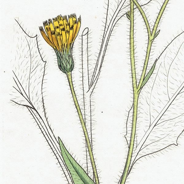 ꥹ ƥ ܥ˥륢/ʪ HIERACIUM sylvaticum(ݥ). plate.1089,1839ǯ 0569