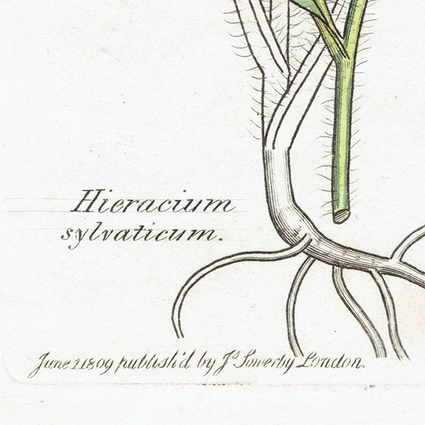 ꥹ ƥ ܥ˥륢/ʪ HIERACIUM sylvaticum(ݥ). plate.1089,1839ǯ 0569