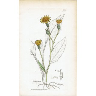 イギリス アンティーク ボタニカルアート/植物画 HIERACIUM sylvaticum(タンポポ). plate.1089,1839年 0569