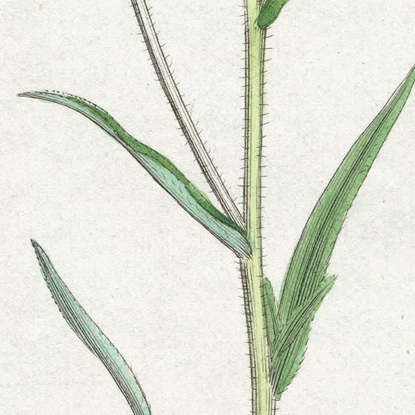 ꥹ ƥ ܥ˥륢/ʪ ACHILLEA Ptarmica(쥢ץߥ). plate.1182,1839ǯ 0570