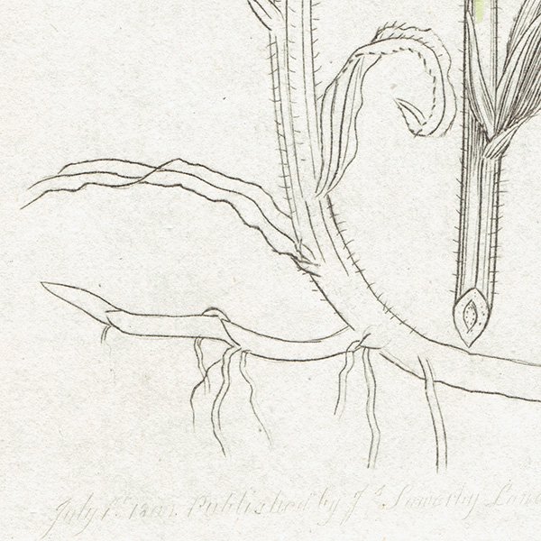 ꥹ ƥ ܥ˥륢/ʪ ACHILLEA Ptarmica(쥢ץߥ). plate.1182,1839ǯ 0570