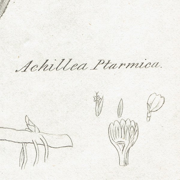 ꥹ ƥ ܥ˥륢/ʪ ACHILLEA Ptarmica(쥢ץߥ). plate.1182,1839ǯ 0570