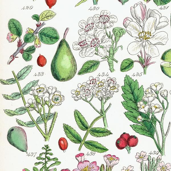イギリス アンティーク ボタニカルアート/植物画 バラ、ナシ